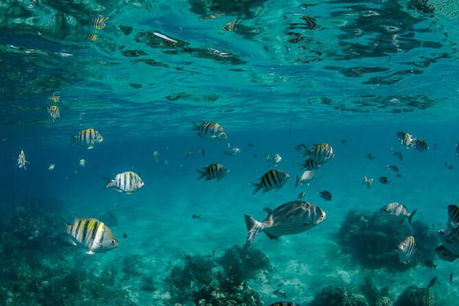3 Hour Private Charter on Stingray City with Snorkeling - Starfish Point and 45 quiet minutes