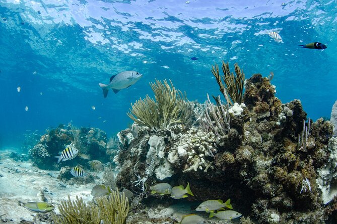 3 Hour Private Charter on Stingray City with Snorkeling - Optional Rum Point and mangrove time