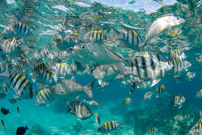 4 hour Private Boat charter to Stingray City, Snorkeling and More - The evening bioluminescent bay option