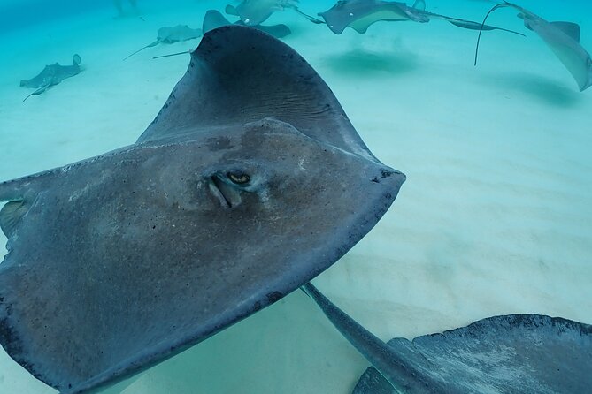 4-Stop Stingray, Snorkel, Star Fish & 7 Mile Beach (Family Owned) - Weather is the biggest variable