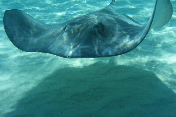 4-Stop Stingray, Snorkel, Star Fish & 7 Mile Beach (Family Owned) - Who will enjoy this outing most