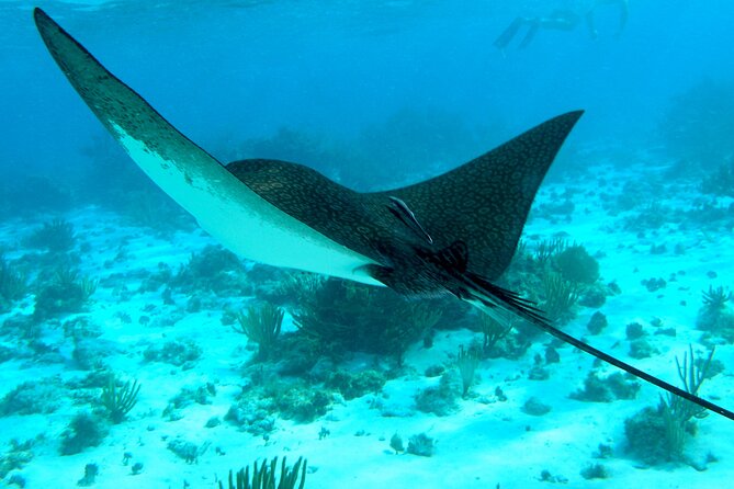 4 Stops Tour: Stingray, Snorkeling, Starfish & 7 Mile Beach - Key points to know before booking
