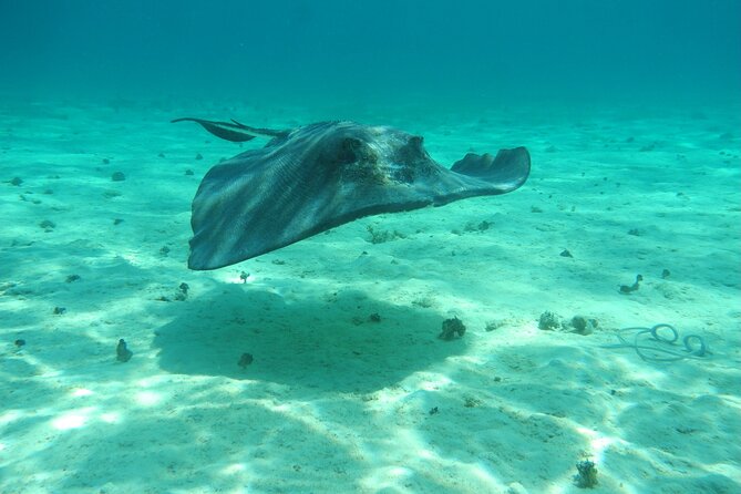 4 Stops Tour: Stingray, Snorkeling, Starfish & 7 Mile Beach - Coral Gardens: a short reef session