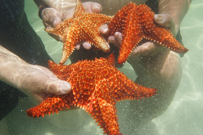 4 Stops Tour: Stingray, Snorkeling, Starfish & 7 Mile Beach - Seven Mile Beach: the longest pause on land