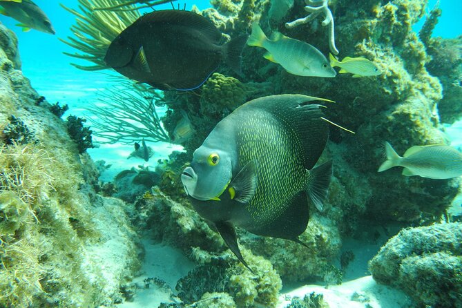 4 Stops Tour: Stingray, Snorkeling, Starfish & 7 Mile Beach - Transport from the cruise port or resort