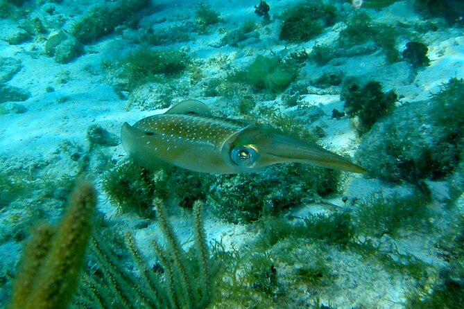 4 Stops Tour: Stingray, Snorkeling, Starfish & 7 Mile Beach - What the $60 price really covers