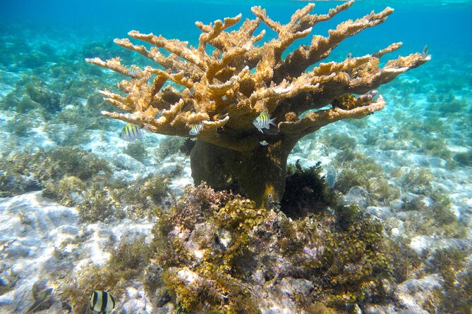 4 Stops Tour: Stingray, Snorkeling, Starfish & 7 Mile Beach - Who will get the most from this excursion