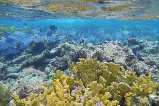 4 Stops Tour: Stingray, Snorkeling, Starfish & 7 Mile Beach - Starfish Point: a gentler second stop