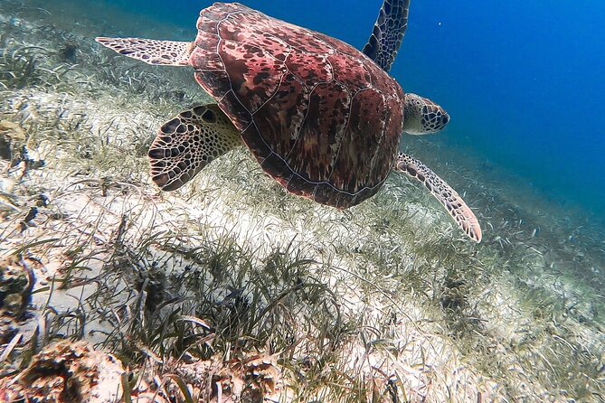 Acquarius Stingray City and Snorkel Tours - The Buccaneer is comfortable, but the boat promise has limits