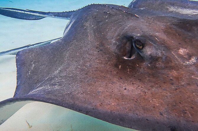 Acquarius Stingray City and Snorkel Tours - Pickup, timing, and cruise-ship planning