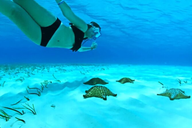 Cayman Adventure: Starfish Point, Stingray City and Coral Gardens - Three Grand Cayman Water Stops in About Three Hours