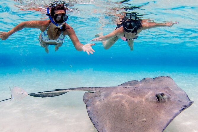 Cayman Adventure: Starfish Point, Stingray City and Coral Gardens - Starfish Point: A Quieter Look at Marine Life