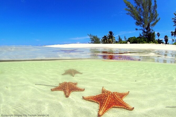 Cayman Adventure: Starfish Point, Stingray City and Coral Gardens - Is $107.10 a Fair Price?