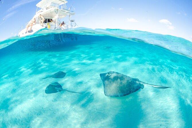 Cayman Adventure: Starfish Point, Stingray City and Coral Gardens - Coral Gardens: Forty Minutes Among Fish and Coral