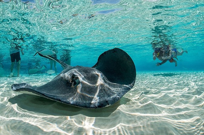 Cayman Combo Tour: Stingrays, Starfish Point and Crystal Caves - Pickup rules can make or break the morning