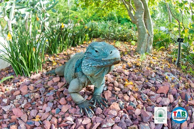 Cayman Crystal Caves & Pedro St James Castle or Botanical Garden - Why the private vehicle matters
