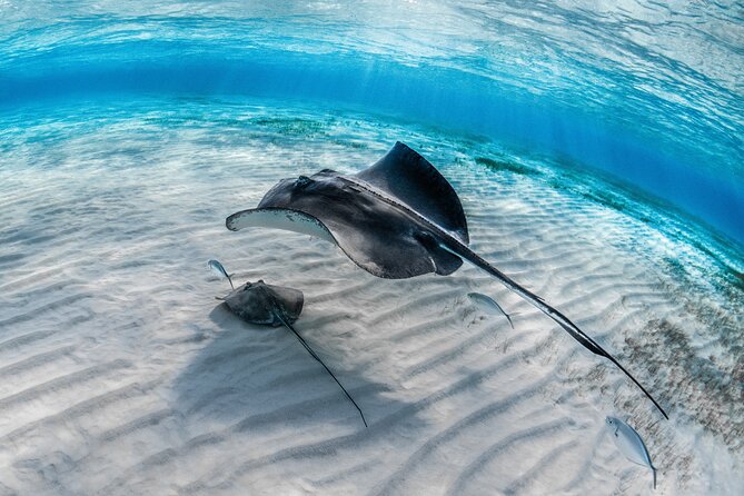 Cayman Ultimate Tour: Stingrays, Starfish Point and Crystal Caves - Transport, Timing and Group Size