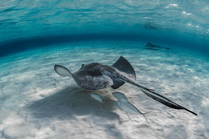 Cayman Ultimate Tour: Stingrays, Starfish Point and Crystal Caves - Who Will Enjoy This Cayman Combination