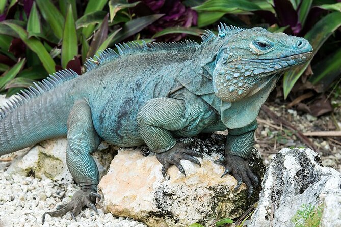 CaymanVisitor Hide & Seek GeoTour Self-Drive Tour - What the GeoTour Passport adds to the day
