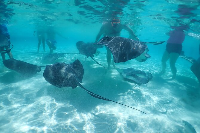(Family owned) Stingray city sandbar, Starfish Beach & Snorkeling - Stingray City, the reason to book