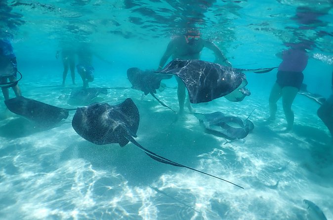(Family owned) Stingray city sandbar, Starfish Beach & Snorkeling - A family company with practical service