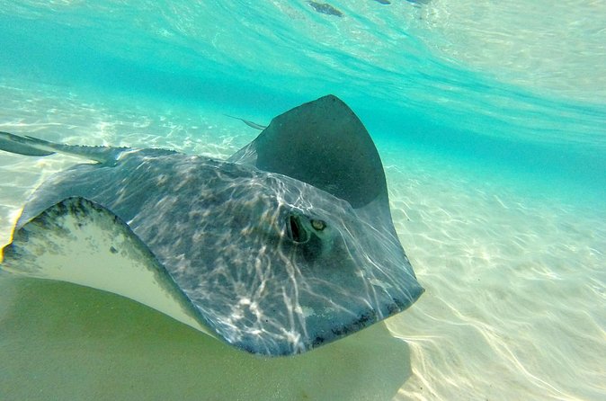 (Family owned) Stingray city sandbar, Starfish Beach & Snorkeling - Photos, equipment, and what to pack