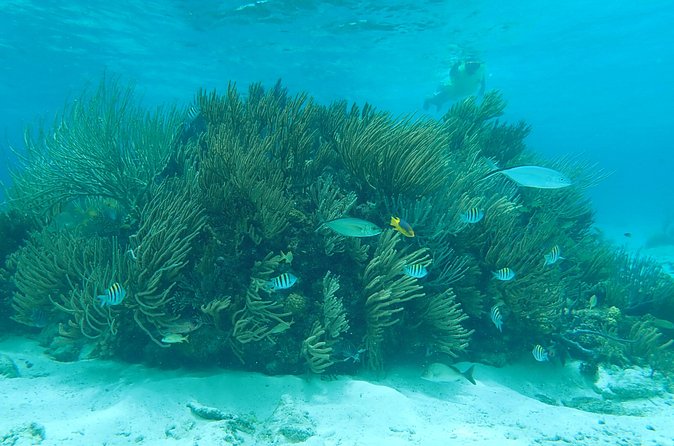 (Family owned) Stingray city sandbar, Starfish Beach & Snorkeling - Timing, cancellations, and cruise-day planning