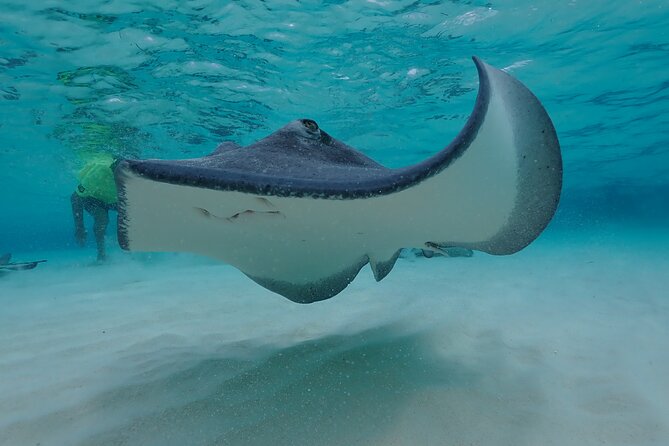 (Family owned) Stingray city sandbar, Starfish Beach & Snorkeling - Who will enjoy this Grand Cayman tour?