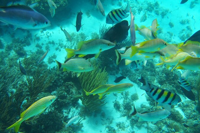 Full-Day Private Stingray City Snorkeling and Starfish Beach Tour - A private boat day from Cayman Islands Yacht Club