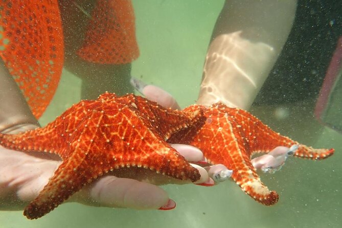 Get Anchored - Choosing between coral, reef, and beach stops
