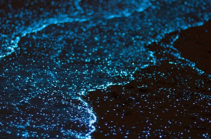 Grand Cayman Bioluminescence Experience - Timing, moonlight, and the three-hour schedule