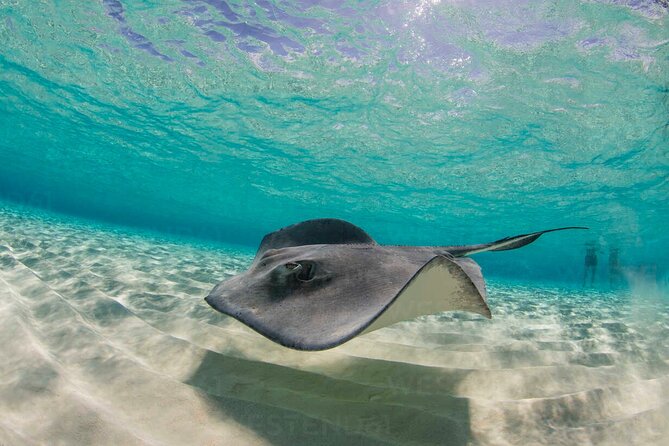 Grand Cayman Stingray City and Reef Snorkeling Combo Tour - Why Stingray City is the main event