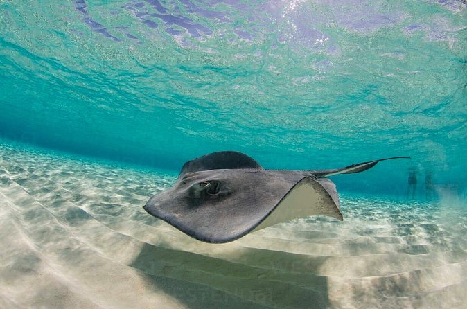 Grand Cayman Stingray City and Reef Snorkeling Combo Tour - Is $89 a good value?