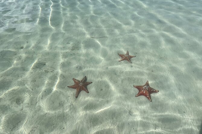 Half Day Private Boat Charter in Grand Cayman - Starfish Point brings a quieter finish
