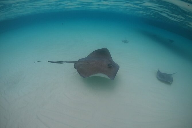 Half-Day Private Stingray City Charter - Grand Cayman - BTC - The Barrier Reef adds a longer stretch of coral