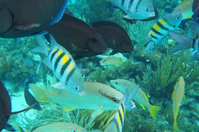 Half-Day Private Stingray City Charter in Cayman Islands - Starfish Point for a slower beach stop