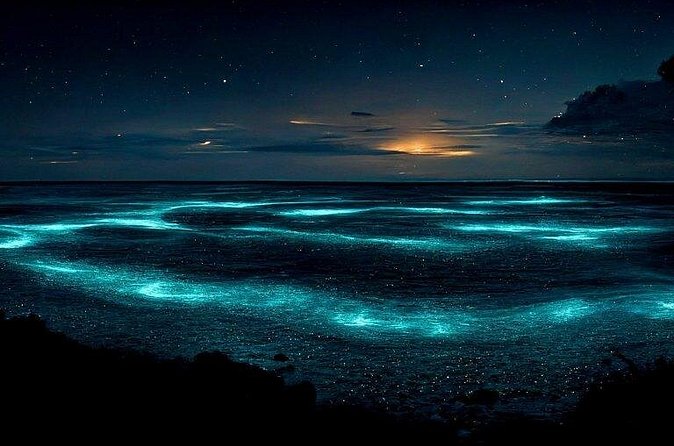 Private Bioluminescent Bay Tour - A good choice for families, with one important expectation