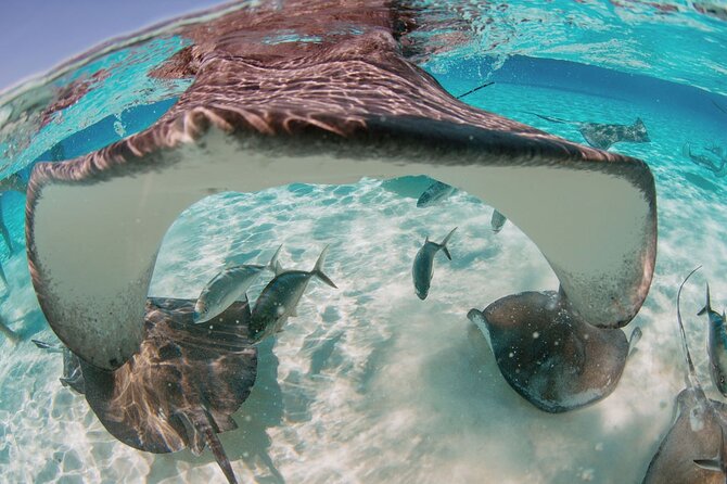 Private Boat Charter Snorkeling Stingray City or Bio Bay - Meeting Southern stingrays at Stingray City
