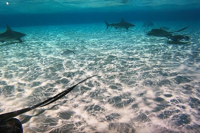 Private Full Day Charter - Stingray City, Starfish Point, Kaibo & Snorkeling - A private Grand Cayman day on the water