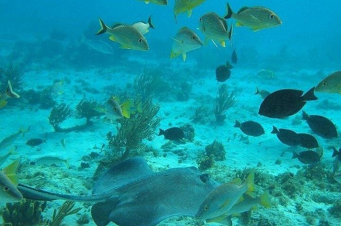 Private Full Day Charter - Stingray City, Starfish Point, Kaibo & Snorkeling - One shallow reef stop for easy snorkeling