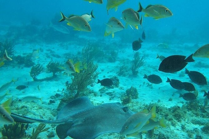 Private Full Day Charter - Stingray City, Starfish Point, Kaibo & Snorkeling - Stingray City, the day’s big moment