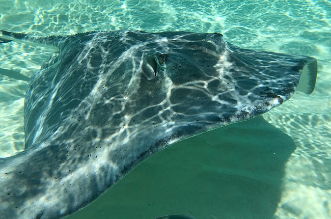 Private FullDay Stingray City, Snorkeling, Kaibo Bar & Grill and Starfish Beach - Coral Gardens for easy snorkeling