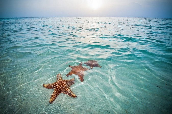 Private Half-Day Charter to Stingray City, Starfish Point and Snorkeling Tour - A private way to reach Grand Cayman’s most famous sandbar