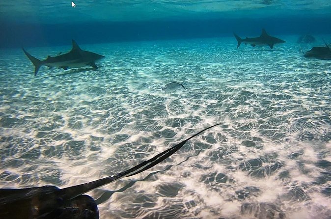 Private Half-Day Charter to Stingray City, Starfish Point and Snorkeling Tour - Who will enjoy this charter most