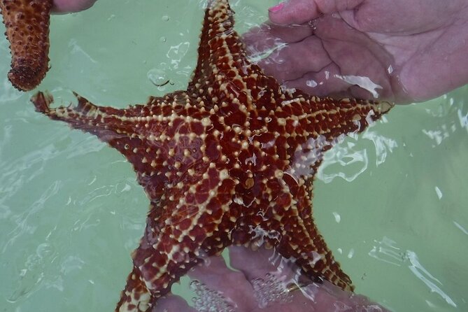 Private Half Day Stingray City, Snorkeling and Starfish Beach Tour - Leaving from the Cayman Islands Yacht Club