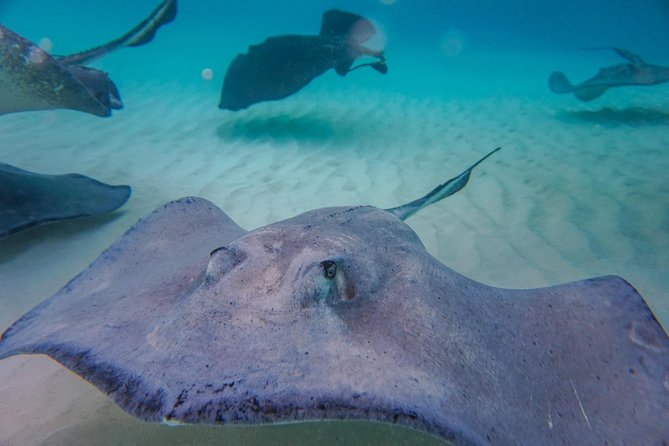Private, luxury, custom charters to Stingray City, Snorkeling & More - The crew makes the private format work