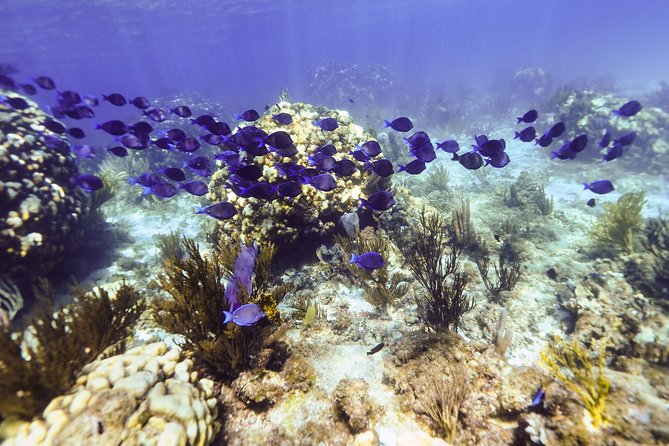 Private Stingray City Snorkeling and BioBay Charter for 10 Guests - Bio Bay turns the final hour into a night swim