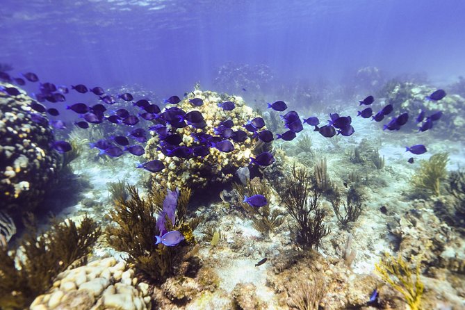 Private Stingray City Snorkeling and BioBay Charter for 6 Guests - Meeting southern stingrays at Stingray City