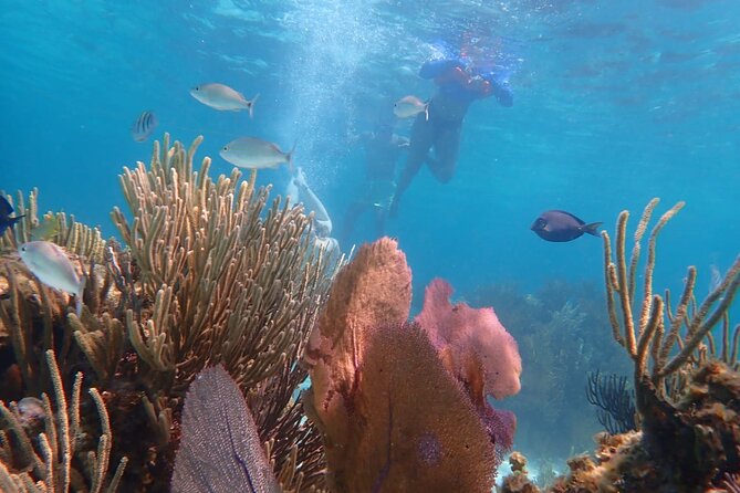Private Tour to Stingray City & Snorkeling at Coral Gardens - What to clarify before you go