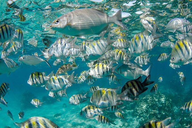 Private Yacht 48 ft Sting Ray City, Snorkel & Starfish Beach - The crew is a major part of the experience